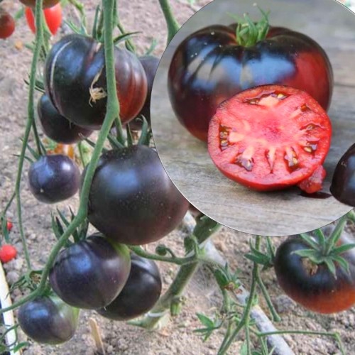 Solanum lycopersicum 'Black Beauty' - Harilik tomat 'Black Beauty' P9/0,55L
